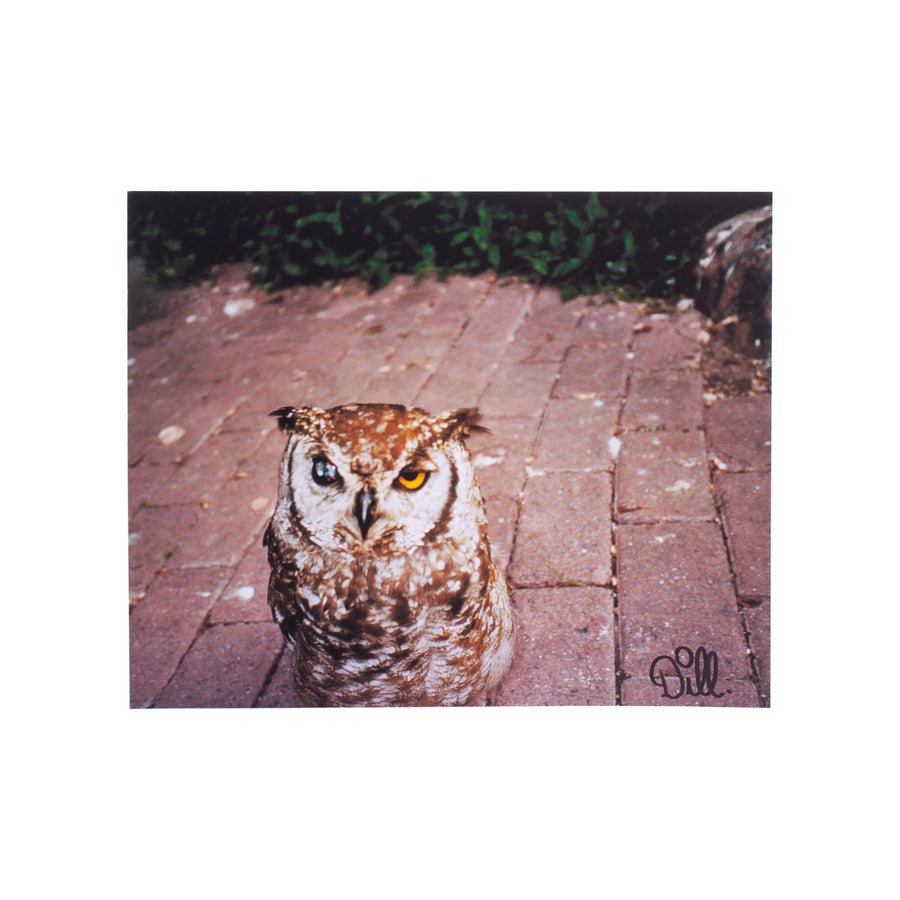 Owl, Africa
